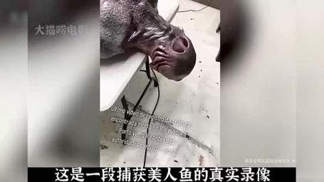美人魚存在嗎真實_美人魚真的存在嗎_美人魚存在嗎真實圖片視頻