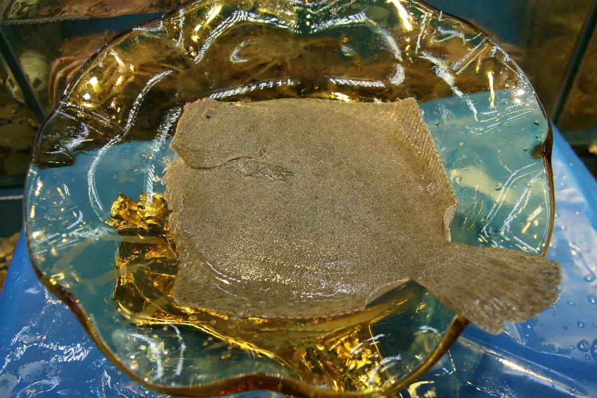 多寶魚疾病預防_多寶魚養殖_多寶魚養殖條件