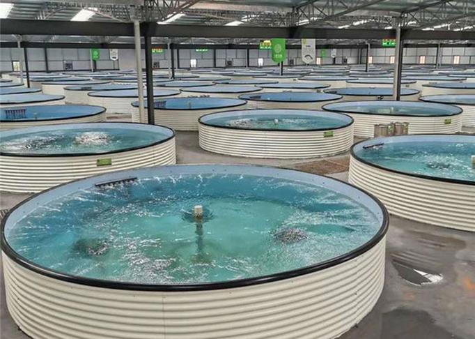 多寶魚養殖注意事項_多寶魚養殖_多寶魚價格多少錢一斤