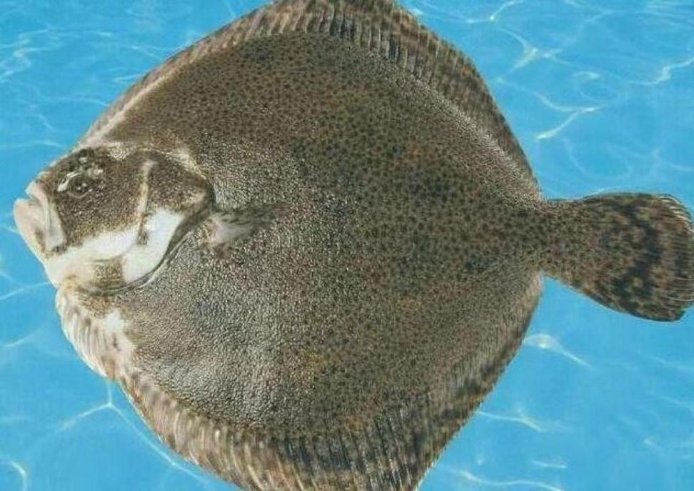 多寶魚養殖注意事項_多寶魚養殖_多寶魚價格多少錢一斤
