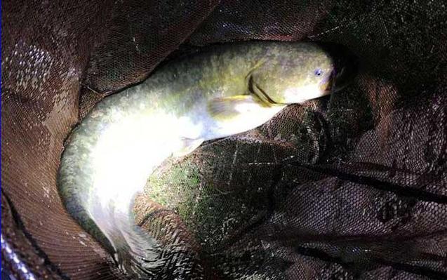 野生鯰魚釣法技巧_鯰魚最佳釣點選擇_雞肝釣鯰魚的八個技巧