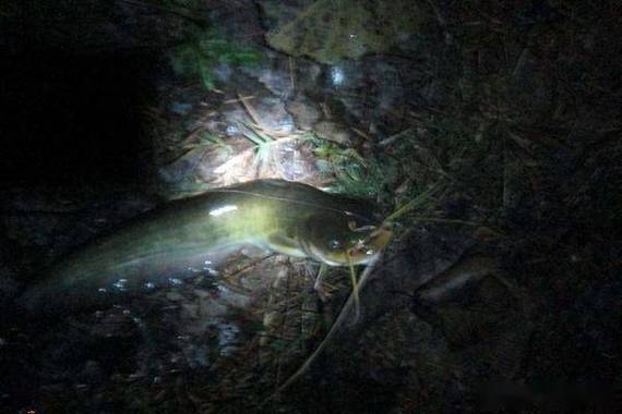 鯰魚最佳釣點選擇_野生鯰魚釣法技巧_雞肝釣鯰魚的八個技巧