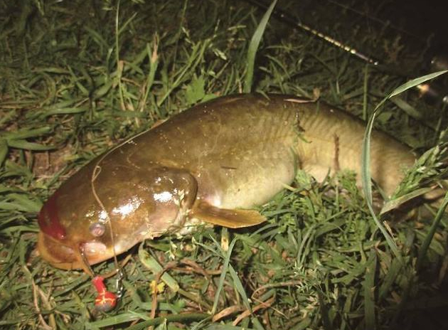 鯰魚最佳釣點選擇_雞肝釣鯰魚的八個技巧_野生鯰魚釣法技巧