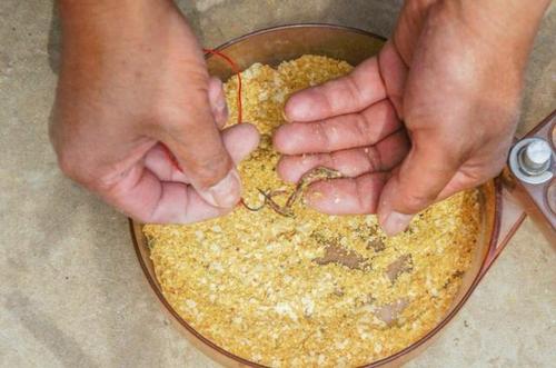 看用蚯蚓釣魚視頻_冬季蚯蚓釣鯽魚方法_釣鯽魚蚯蚓餌料技巧