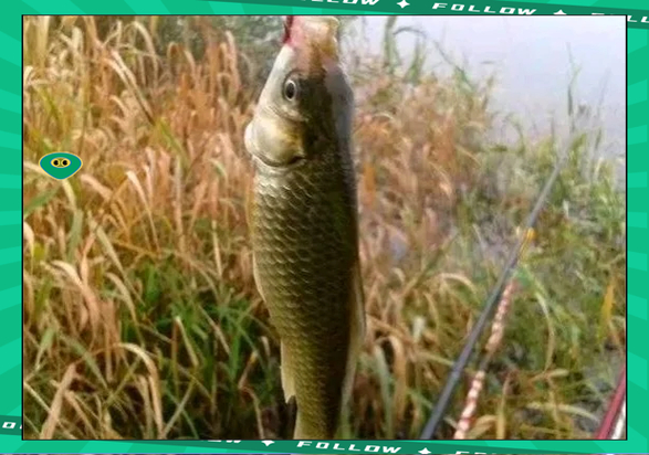 冬季蚯蚓釣鯽魚方法_看用蚯蚓釣魚視頻_釣鯽魚蚯蚓餌料技巧