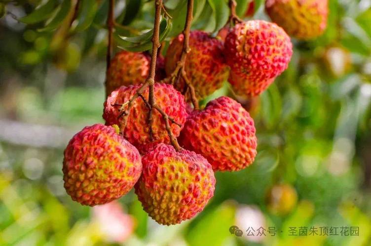 圣荔園怎么樣_圣荔園_圣荔園多少門票