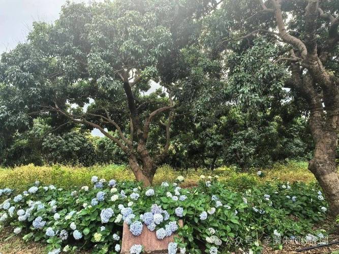 圣荔園多少門票_圣荔園怎么樣_圣荔園