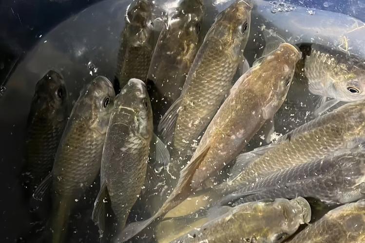 激浪魚_激浪魚_花骨魚