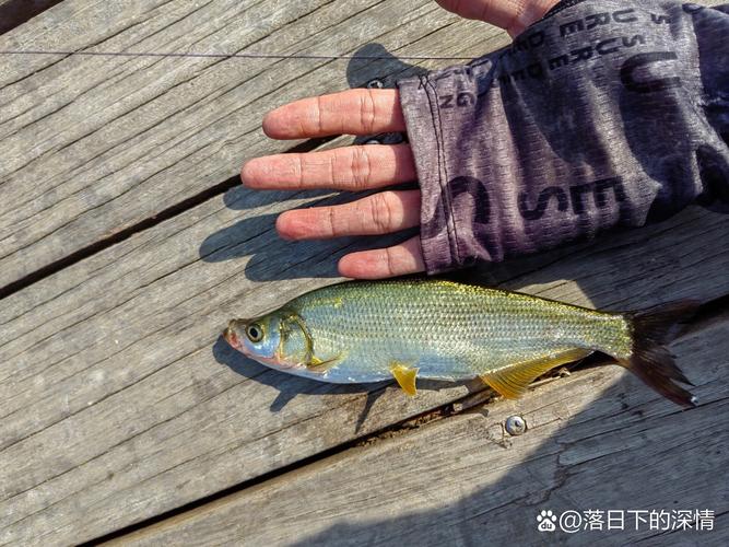 花骨魚_激浪魚_激浪魚