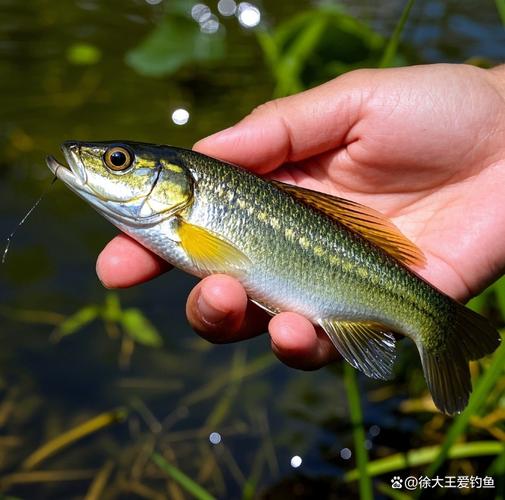 激浪魚_花骨魚_激浪魚
