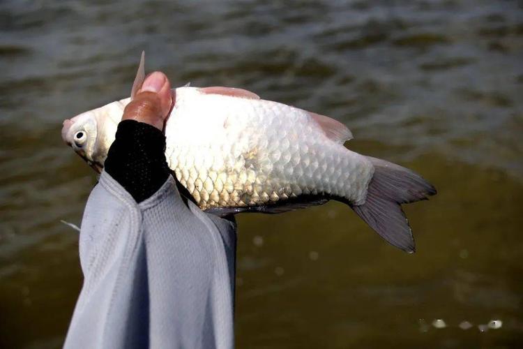 冬季釣魚技巧_冬季河里釣魚技巧_冬季釣魚釣點選擇