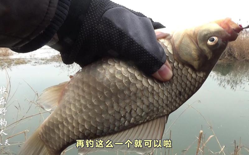 誘魚入窩釣鯽魚方法_冬季釣大鯽魚逗釣技巧_冬天釣鯽魚