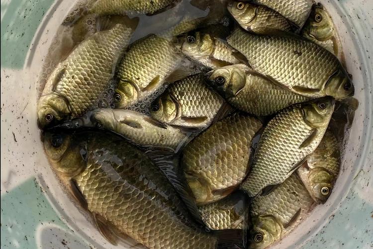 6到12歲兒童釣魚新手教程_釣魚手竿初學者教程_鯽魚白條釣法