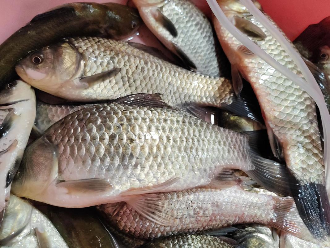 釣魚手竿初學者教程_鯽魚白條釣法_6到12歲兒童釣魚新手教程