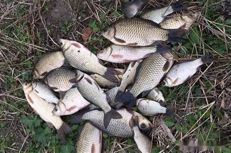 冬天釣鯽魚_深水區釣點選擇_冬季釣鯽魚技巧