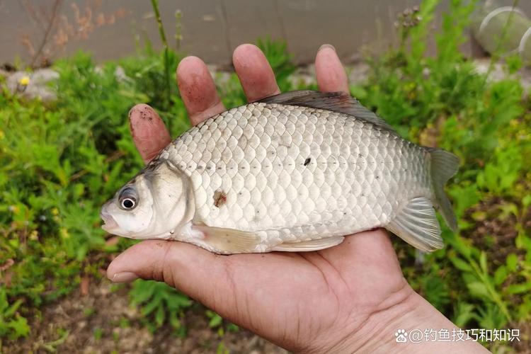 深水區釣點選擇_冬季釣鯽魚技巧_冬天釣鯽魚
