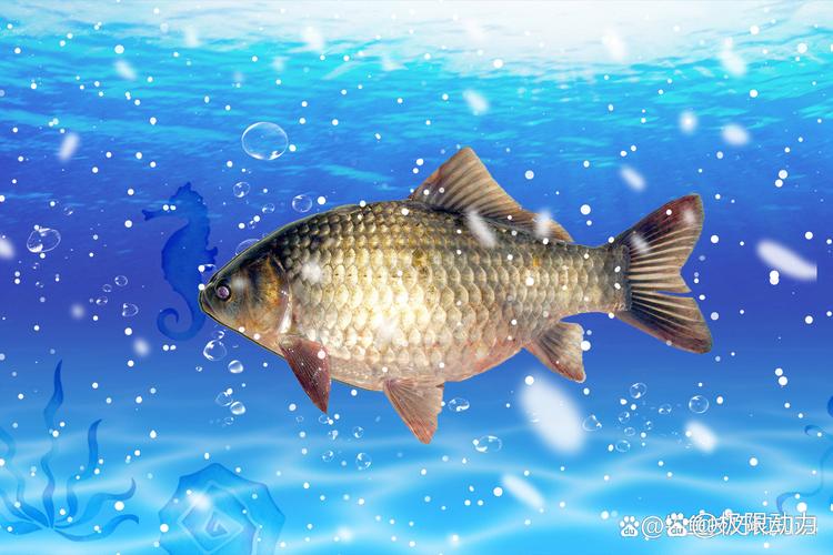 冬天釣鯽魚技巧_鯽魚冬天怎么釣_冬天釣鯽魚十句口訣