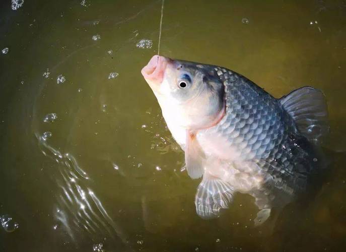 冬天釣鯽魚技巧_冬天釣鯽魚十句口訣_鯽魚冬天怎么釣
