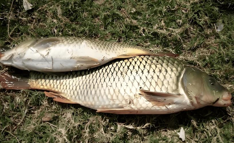 冬天能釣魚嗎_冬天野釣細節技巧_冬季野釣爆護秘訣
