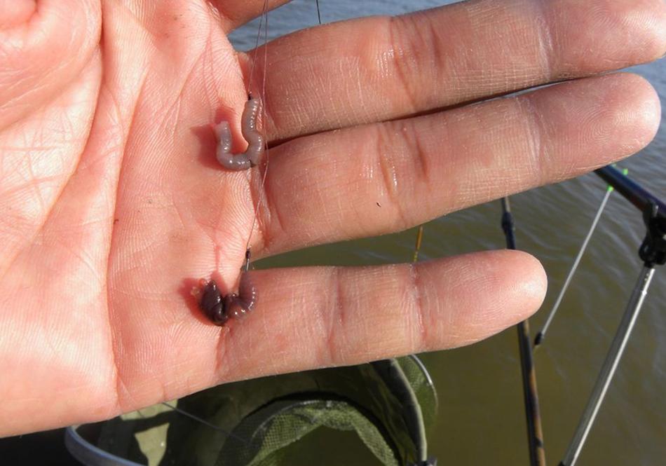 冬季鯽魚釣法_冬天蚯蚓釣魚絕招_冬天釣魚技巧