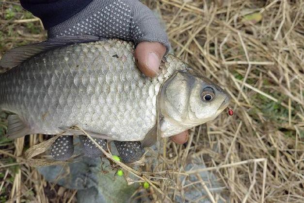 冬釣鯽魚沒口改變釣位_冬天怎樣釣鯽魚_冬釣鯽魚沒口改變深淺