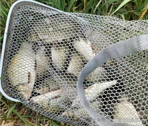 冬釣鯽魚沒口改變釣位_冬釣鯽魚沒口改變深淺_冬天怎樣釣鯽魚