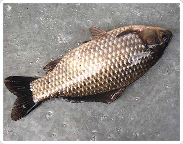 鯽魚特點膽子小_鯽魚生活環境水草_鯽魚的生活習性