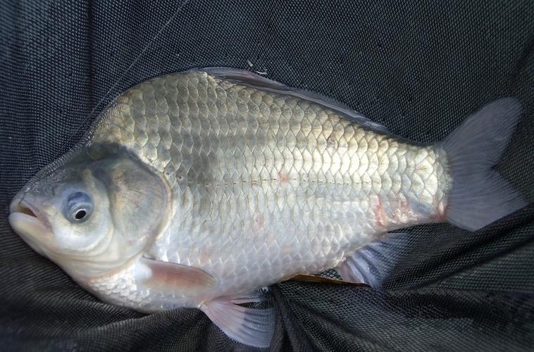 鯽魚特點膽子小_鯽魚生活環境水草_鯽魚的生活習性