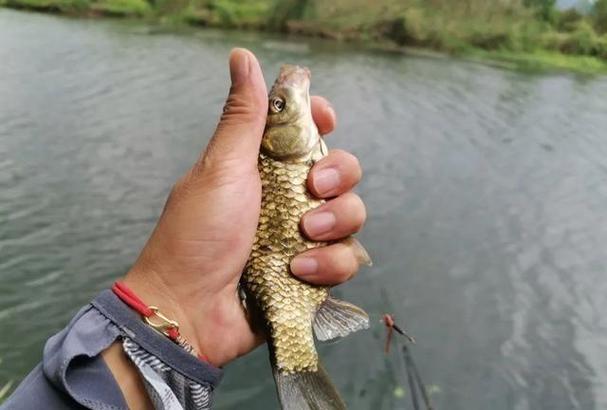 成本不到10元自制誘大鯽魚餌料_大鯽魚專用谷香發酵餌配方_鯽魚餌料經典配方圖