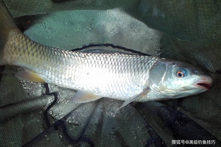 土鯪魚_土鯪魚_土鯪魚