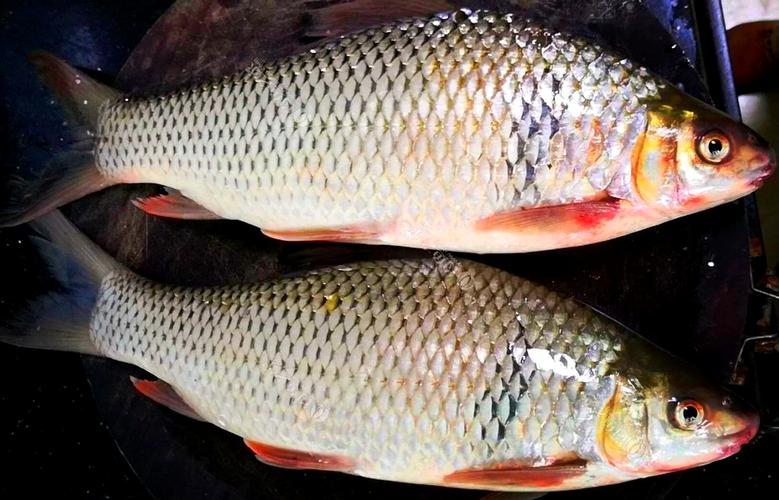 土鯪魚_土鯪魚_土鯪魚