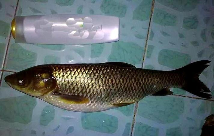 自制魚餌配方_玉米釣魚發酵泡制方法_魚餌制作技巧