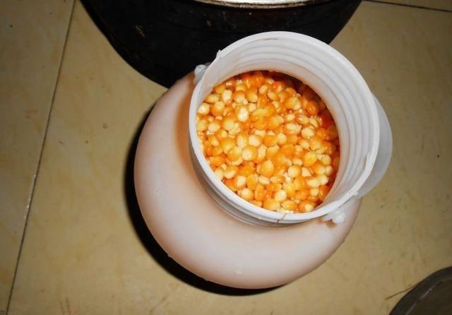 自制魚餌配方_玉米釣魚發酵泡制方法_魚餌制作技巧