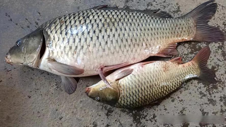7.2米魚竿野釣實不實用_3.9米鯽魚竿優勢_野釣魚竿尺寸選擇