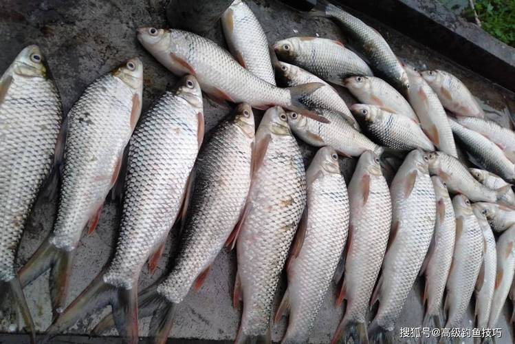 土法釣魚餌料_野釣土鯪餌料_我釣土鯪的經典餌料