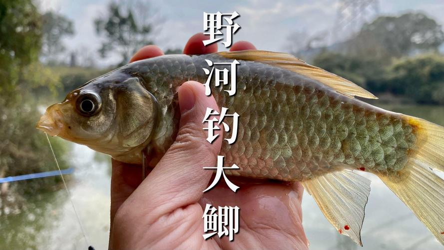 冬季釣鯽魚餌料狀態_冬季釣鯽魚餌料搭配_餌料搭配技巧