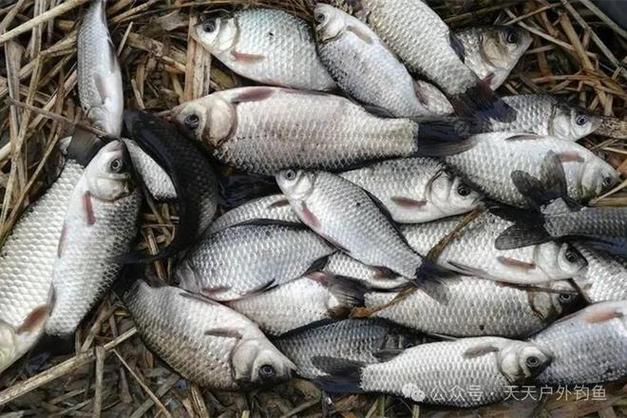 餌料搭配技巧_冬季釣鯽魚餌料搭配_冬季釣鯽魚餌料狀態