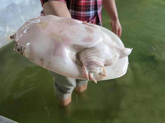 野生河鱉體型特征_珍珠鱉與中華鱉區別_珍珠鱉