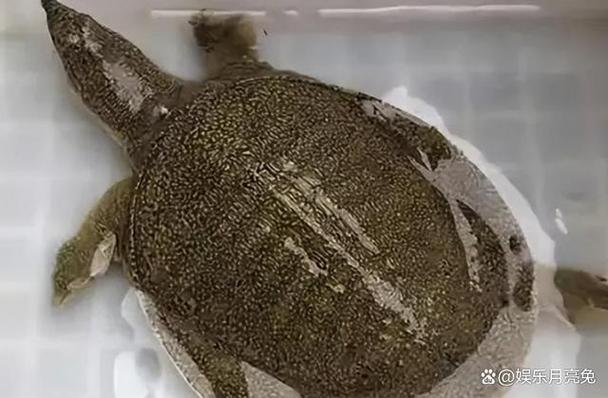 野生河鱉體型特征_珍珠鱉與中華鱉區別_珍珠鱉