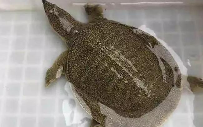 中華鱉與珍珠鱉對比_珍珠鱉養殖特性詳解_珍珠鱉