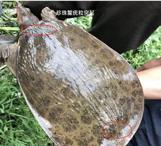 珍珠鱉_珍珠鱉養殖特性詳解_中華鱉與珍珠鱉對比