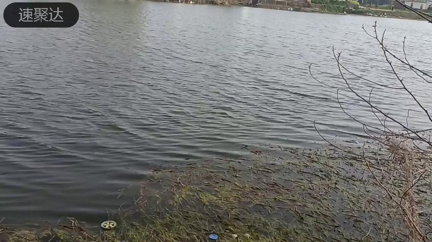 精準適配魚情餌料配方_競技餌料配比邏輯_藍鯽釣魚的最佳配方
