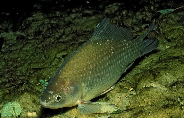 精準適配魚情餌料配方_競技餌料配比邏輯_藍鯽釣魚的最佳配方