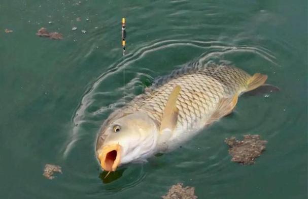釣渾水釣位選擇_渾水釣魚不上鉤_釣渾水技巧