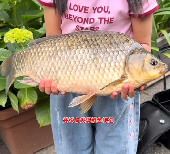 釣魚視頻大魚_釣大魚視頻大全_釣視頻大魚大全圖片
