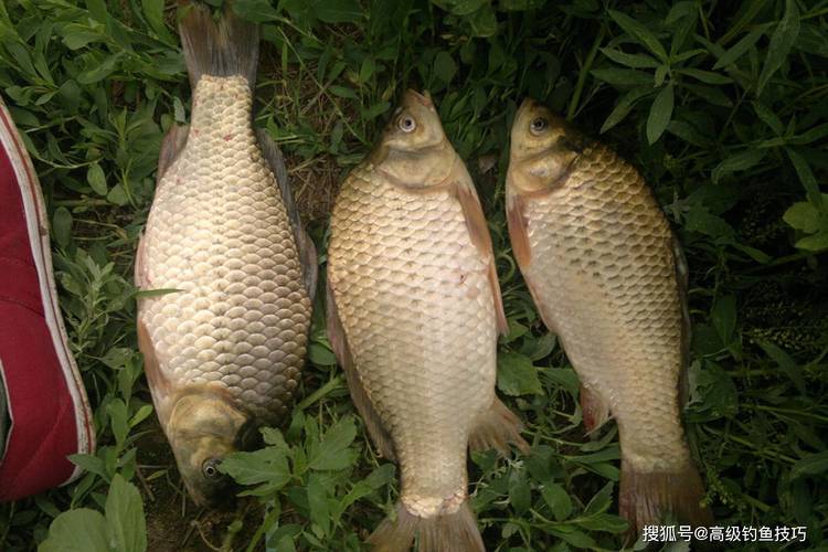 釣魚天氣查詢_我要下載釣魚人_釣魚人App