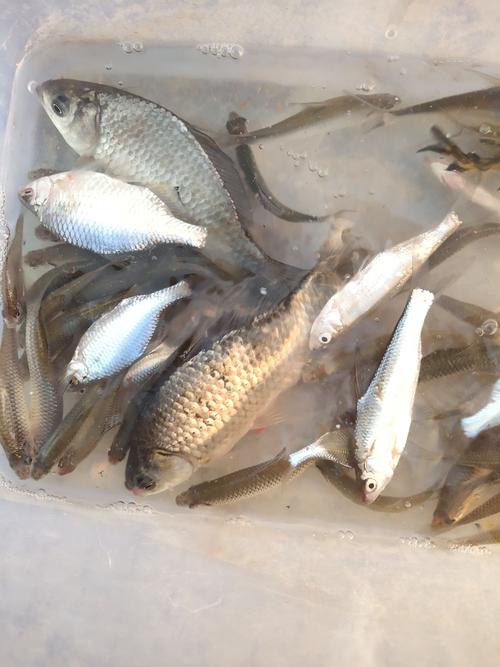 釣魚人App_釣魚天氣查詢_我要下載釣魚人