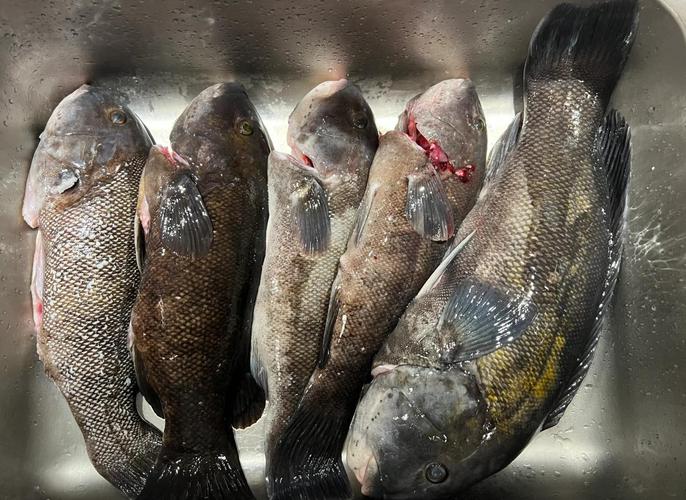 魚斑是什么樣子的_斑魚什么意思_斑魚是什么魚