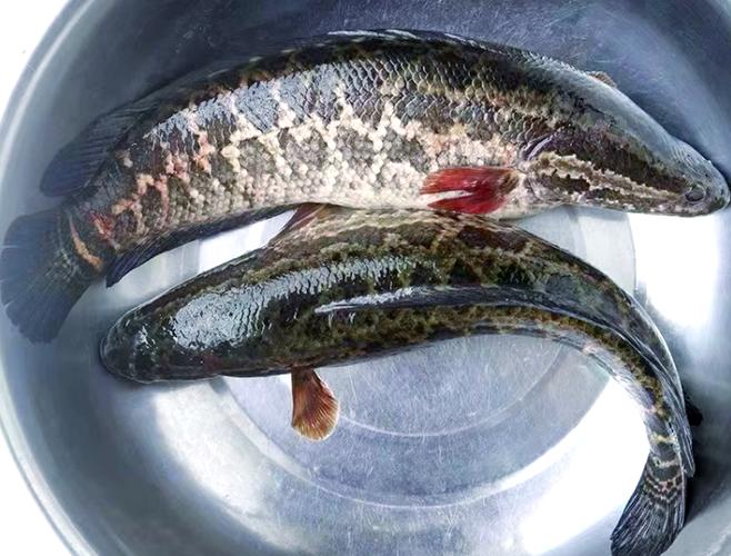 斑魚什么意思_魚斑是什么樣子的_斑魚是什么魚