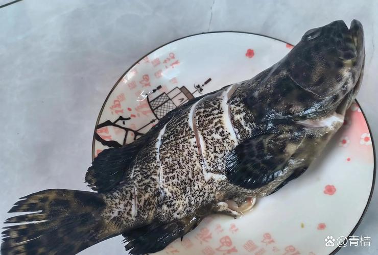 斑魚什么意思_魚斑是什么樣子的_斑魚是什么魚
